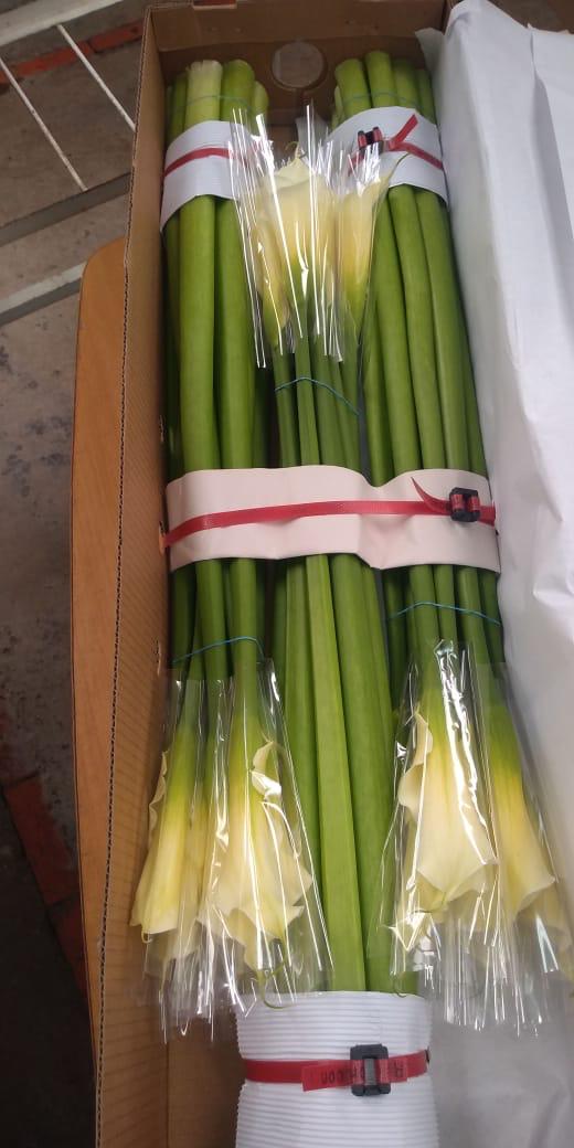 Flores de exportación