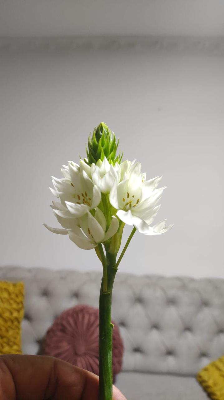 Flores frescas al por mayor
