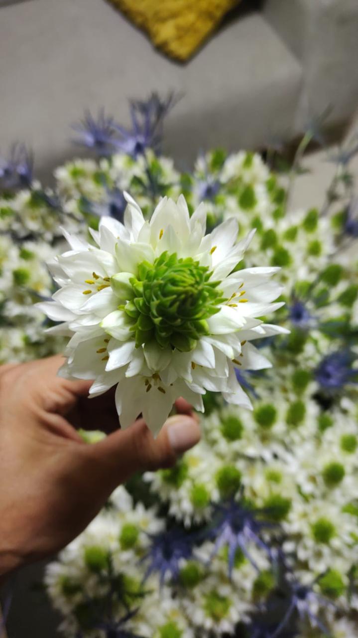 Flores blancas premium