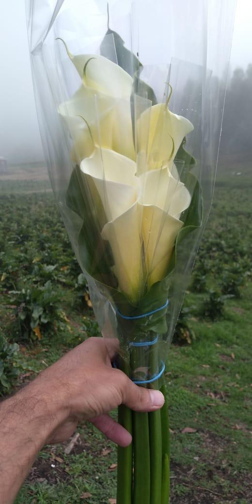 Flores premium